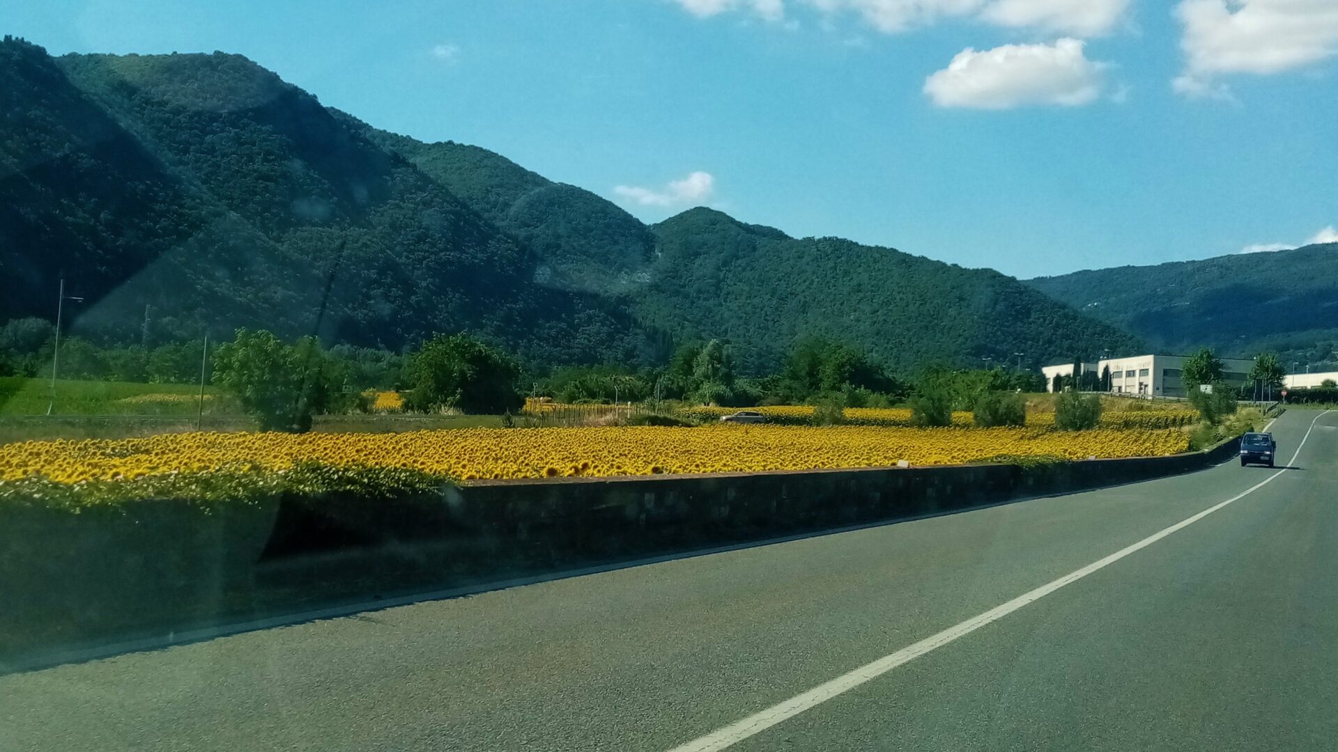 2020年夏・トスカーナの風景～その1・おらが村ゾーンのひまわり畑と藁