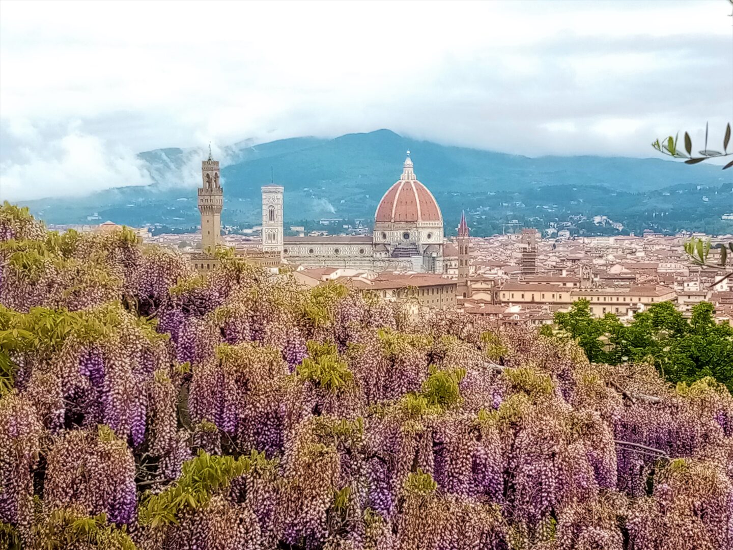 フィレンツェ・バルディーニ庭園で、藤とドゥオモの絶景を堪能