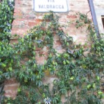 レンガの壁を伝うグリーン